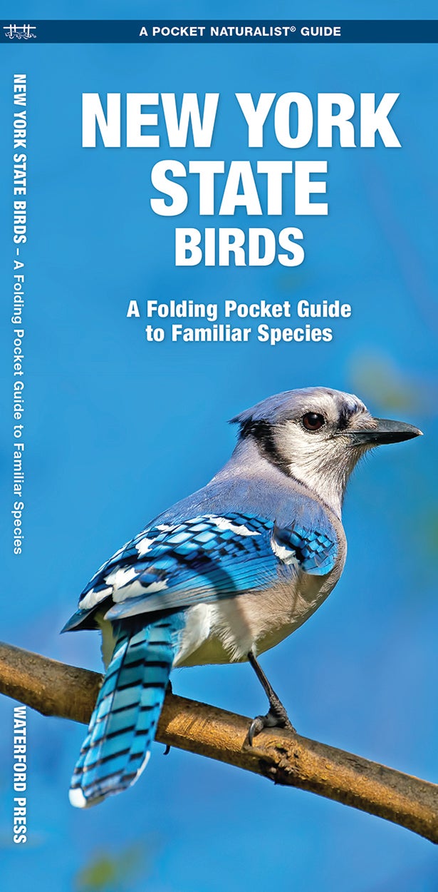 New York State Birds A Folding Pocket Guide to Familiar Species ...