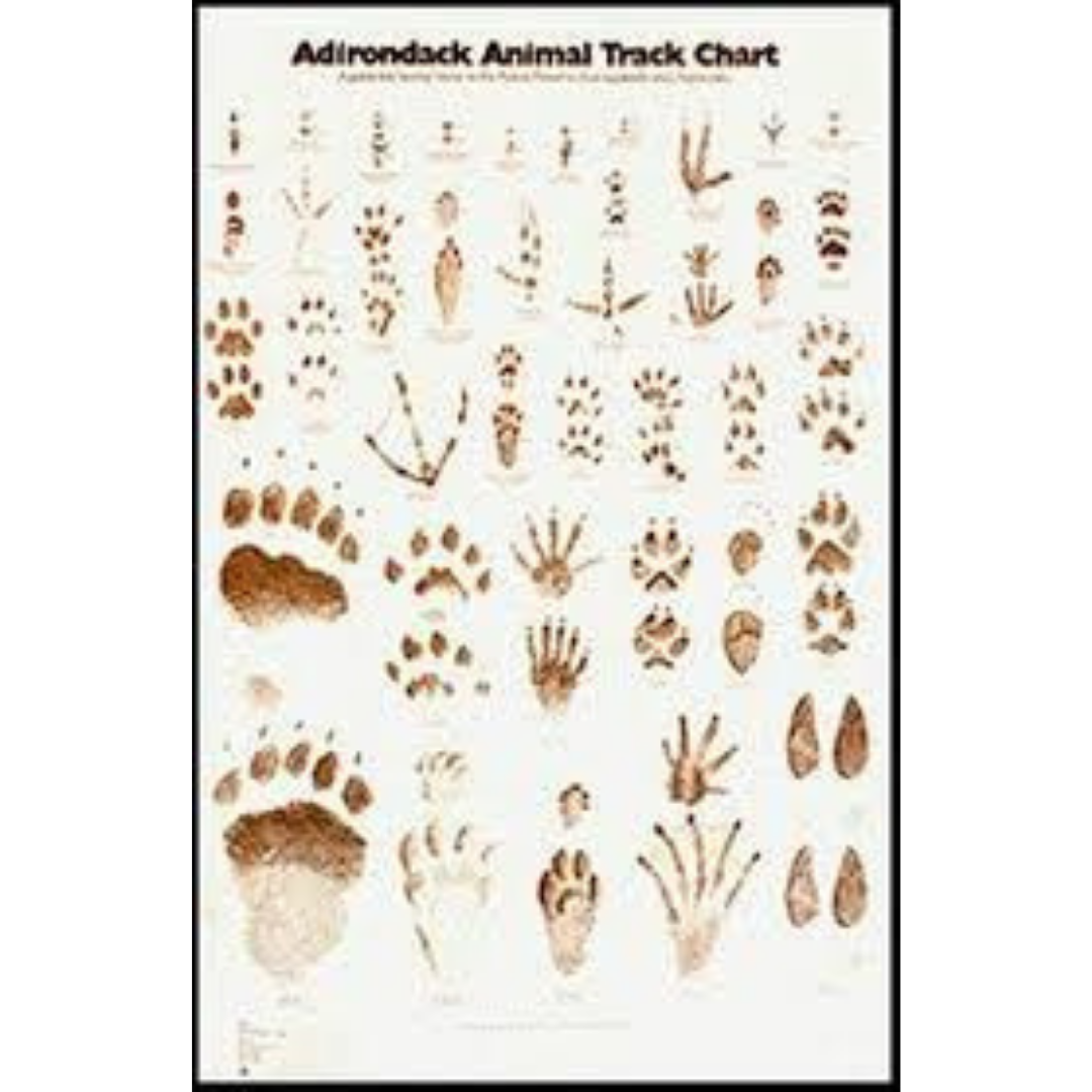 Adirondack Animal Track Chart Blue Line Book Exchange A Wholesale And adirondack-animal-track-chart-blue-line-book-exchange-a-wholesale-and